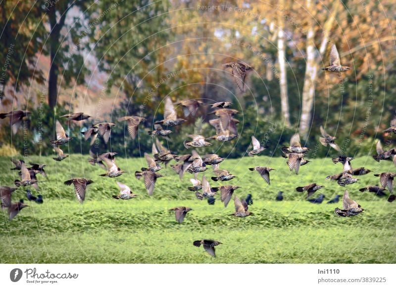 Starlings flying low over a meadow Stare birds Sturnus vulgaris Starling swarm low flying plumage pearl pattern white dots feathers Flight Exercises troop