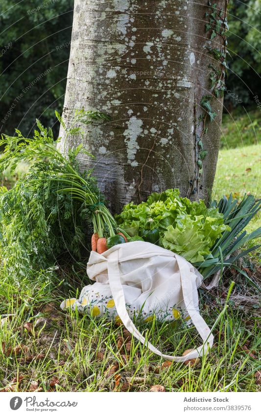 Shopper with various vegetables and greenery eco bag healthy food concept tasty ripe grocery eco friendly lettuce lawn nature tree cotton organic fresh