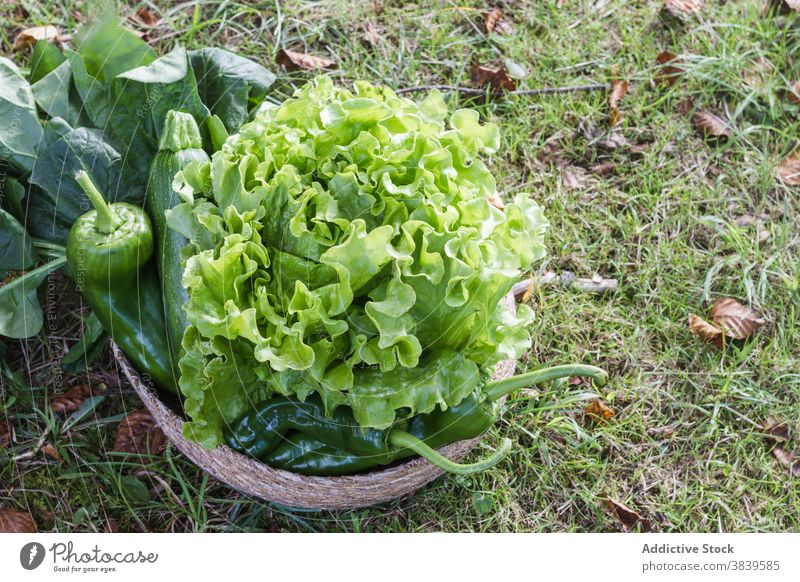 Crop farmer with harvest in basket vegetable tasty countryside season grocery green wicker ripe nature rural organic healthy garden plant fresh food field