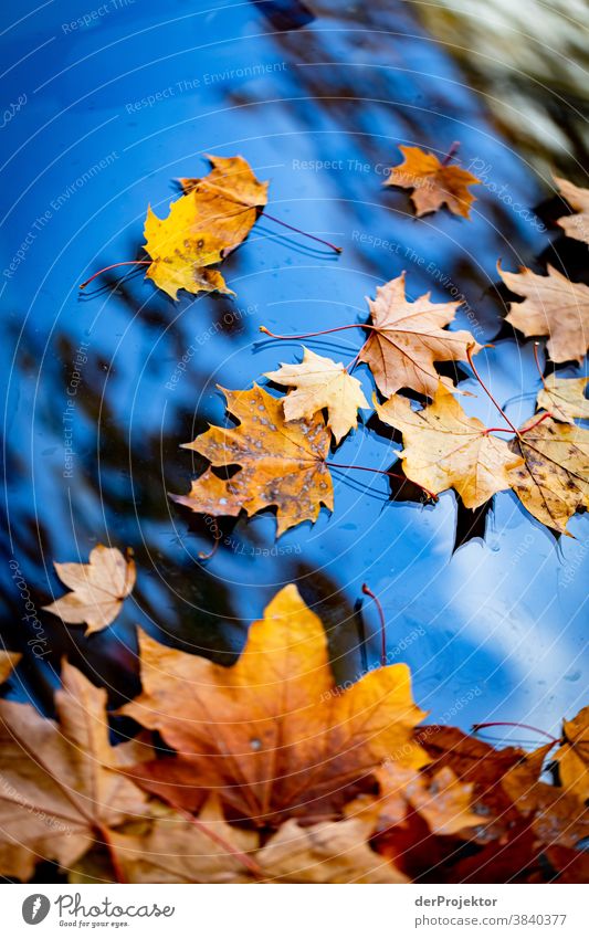 Autumn leaves on car window Berlin Trip Nature Environment Sightseeing Plant Beautiful weather Acceptance Autumnal colours Experiencing nature Colour photo