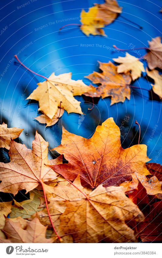 Autumn leaves on car window Berlin Trip Nature Environment Sightseeing Plant Beautiful weather Acceptance Autumnal colours Experiencing nature Colour photo