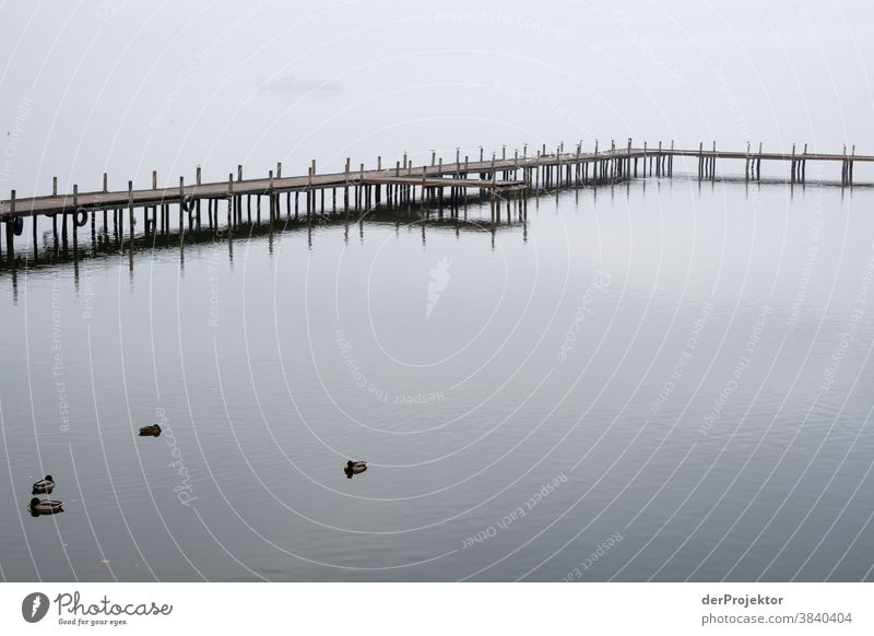 Quiet lake at the Steinhuder Meer with ducks Landscape Trip Nature hike Environment Hiking Plant Autumn Acceptance Trust Belief Experiencing nature Autumnal