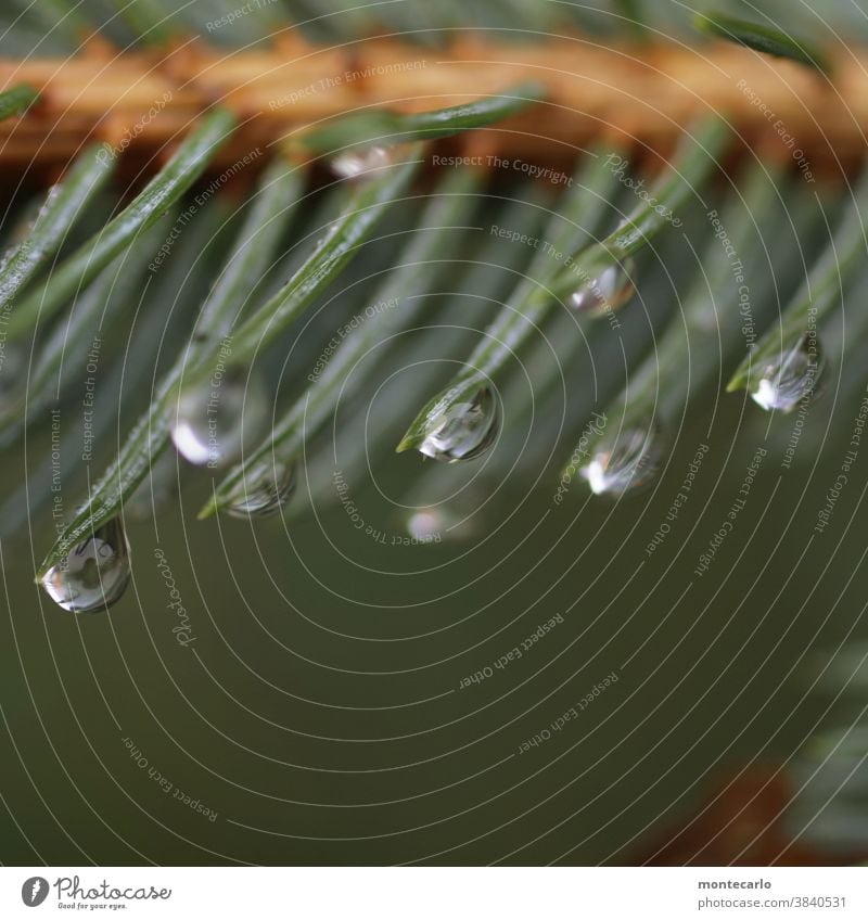 Dew drops on a fir branch wafer-thin tautropepfe splendour Delicate dew drops Exterior shot Round Near Environment Nature Water Thin Plant Drops of water