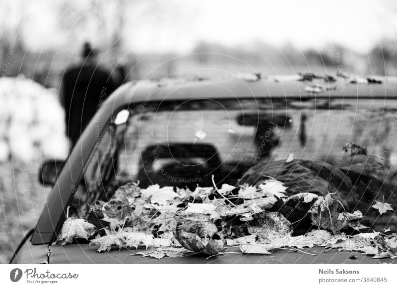 dry maple autumn leaves on the trunk of a car parked on the roadside Automobile autumnal background cold deciduous trees dry leaves environment equipment fall