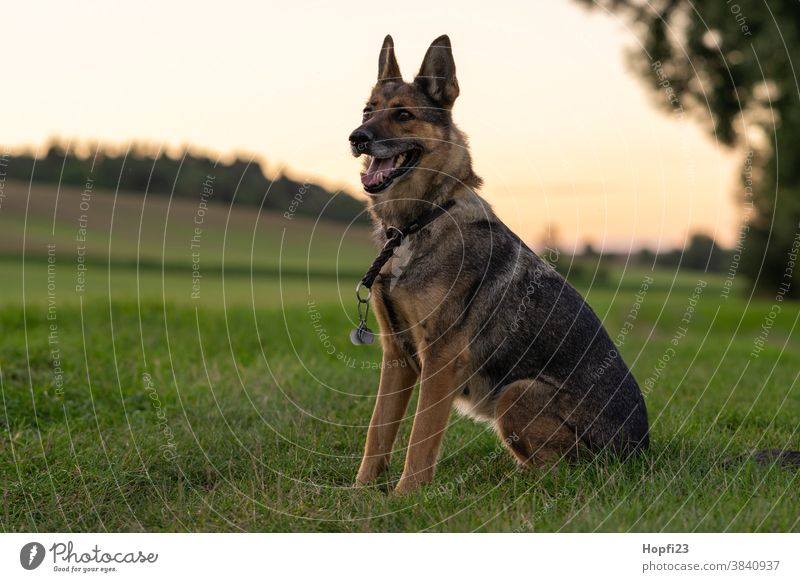 German shepherd dog on a meadow German Shepherd Dog Pet Animal Colour photo Animal portrait Exterior shot Shepherd dog Pelt 1 Cute Looking Deserted Day