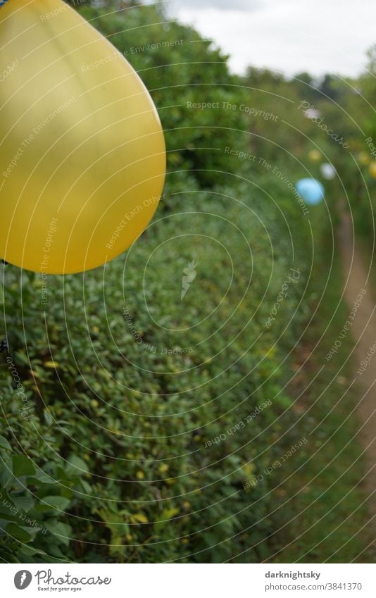 Path decorated with balloons and accompanied by hedges Garden Party Firm yellow blue Decoration celebrations out Exterior shot Feasts & Celebrations