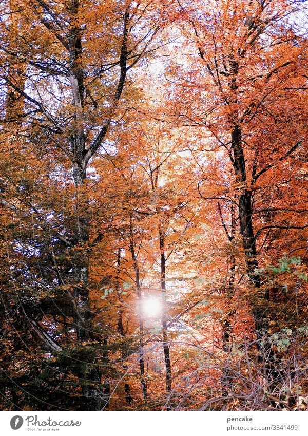 herbstglühen Herbst Bäume Buche Wald Herbstfarben Blätter Sonne orange rot