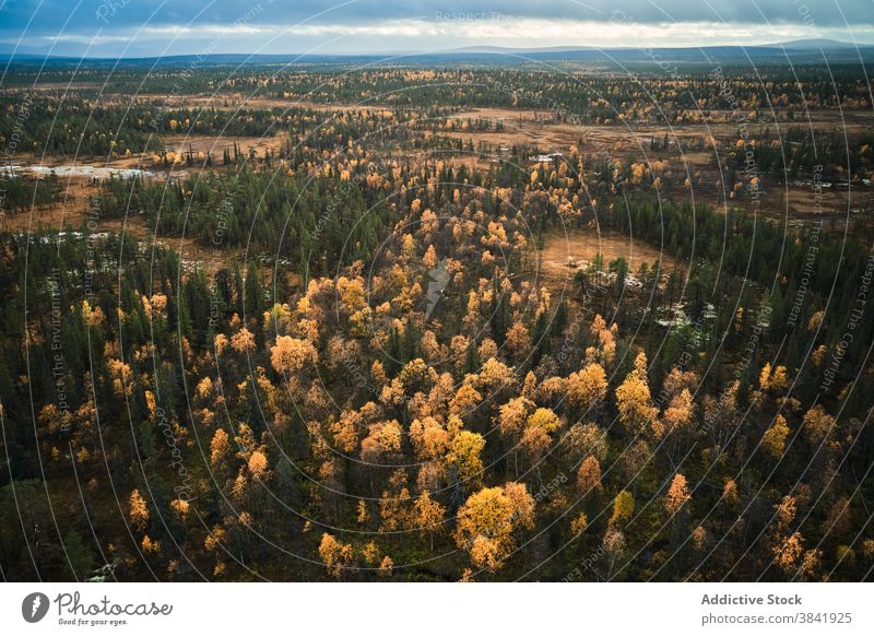 Scenery of evergreen forest on sunny day autumn coniferous woods fall season sunlight landscape scenery yellow idyllic tranquil nature tree wild plant peaceful