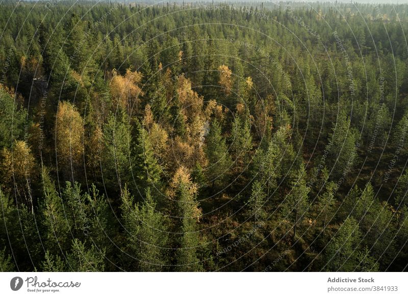 Scenery of evergreen forest on sunny day autumn coniferous woods fall season sunlight landscape scenery yellow idyllic tranquil nature tree wild plant peaceful