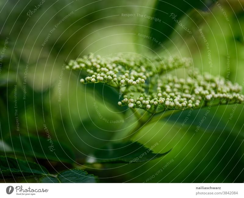 elder blurriness Wild plant Plant Tree Park Macro (Extreme close-up) Spring fever Detail Exterior shot Garden Bushes Leaf Green Shallow depth of field