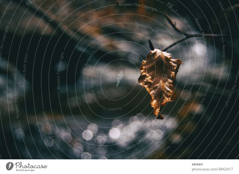 Close-up of an isolated, dried and wrinkled fagus leaf beech fagaceae firewood cellulose dry death veins venation creased deserted single one brown autumn