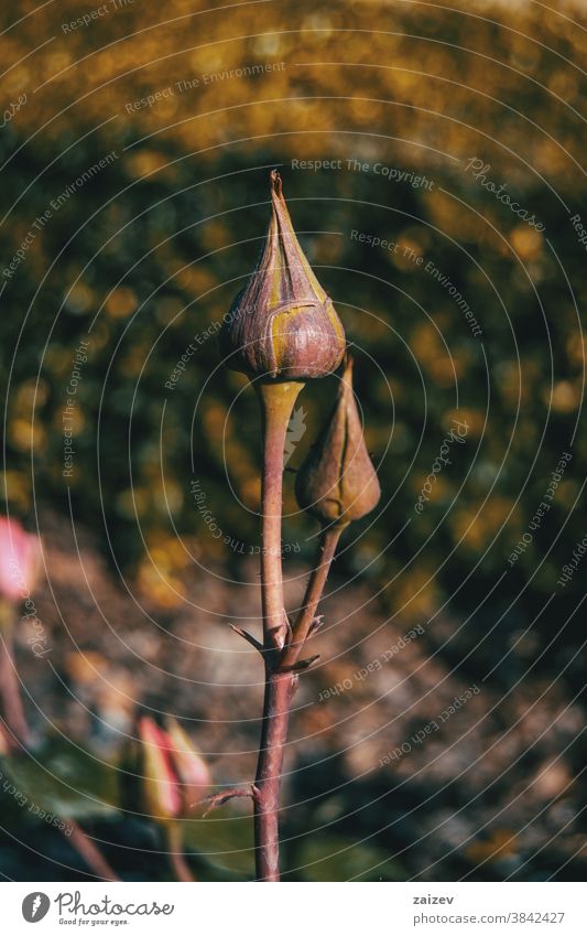 Close-up of two rose buds in the wild sprouts bloom blooming flourishing flowering closed stem stalk spines spined rosaceae ornamental gardens cut flowers