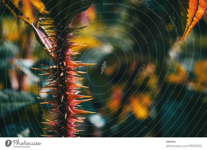 Detail of the spines of the stem of a rose rosaceae ornamental gardens cut flowers commercial perfume edible vitamin stalk spikes spined spiky pointy trichomes