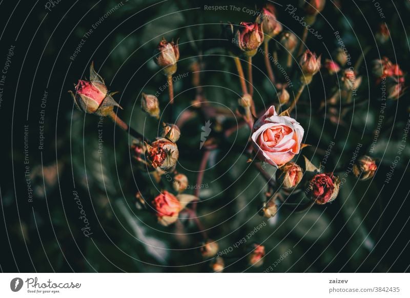 Close-up of a pink rose blooming in a bunch full of buds rosaceae ornamental gardens cut flowers commercial perfume edible vitamin blossom leaves sprouts