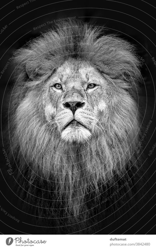 Portrait of a lion in black and white Lion Head portrait Animal Animal portrait Wild animal Animal face 1 Nature Exterior shot Looking Majestic Zoo