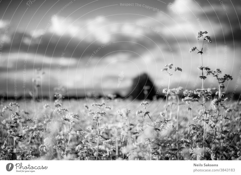 blooming buckwheat field with blurry cloudy midsummer sky Agricultural agriculture background blossoming blue clouds cloudscape countryside environment flower