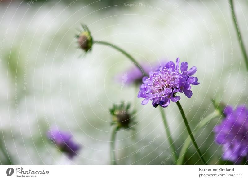 Purple Scabiosa Flower purple pincushion Flora Floral Spring springtime Summer Season Seasonal Natural Nature Garden Gardening botanic botanical Plant scabiosa