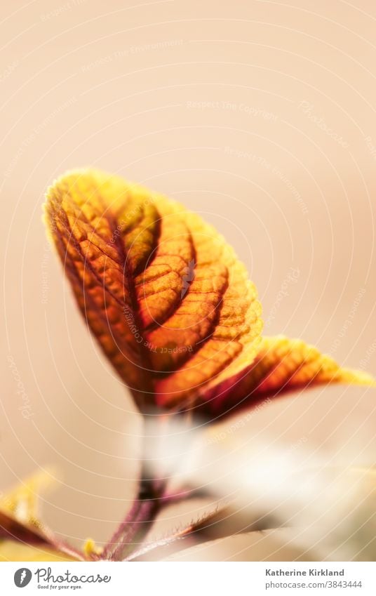 Orange Textured Leaf leaf leaves orange Fall Autumn Seasonal coleus bright foliage yellow vertical autumnal botany botanical closeup Color colorful colour