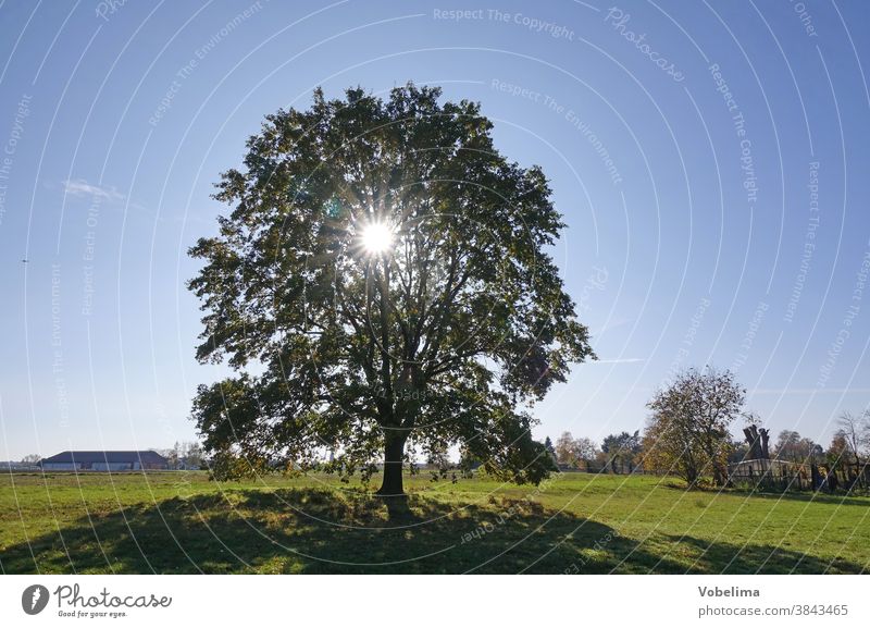 Oak against the light Oak tree Tree Sun Back-light Meadow roedermark ober-roden Hesse Germany Sky Brilliant sunbeam Sunbeam Bright October Brown Individual