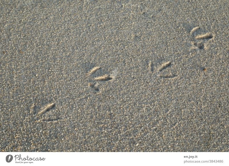 Bird tracks in the sand Tracks bird tracks Sand Beach Seagull Trail