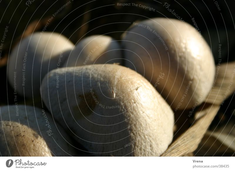 mushroom heads Bulge Light Mushroom Button mushroom Mushroom cap Sphere Shadow Macro (Extreme close-up) agglomeration