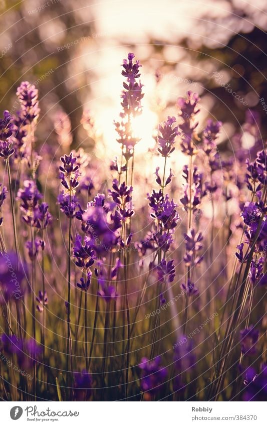 Méfiance en violet Nature Plant Flower Lavender Fragrance Beautiful Warmth Violet Spring fever Mistrust Esthetic Idyll Flower meadow Sunlight Sunbeam Sunset