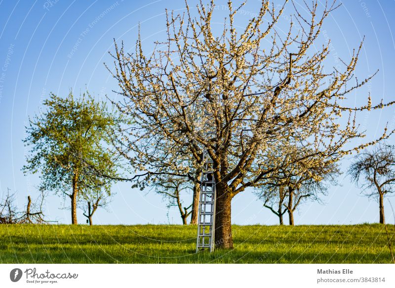 Apple tree with aluminium ladder Cherry tree Plant Spring Nature Landscape Garden Blossom Deserted Arable land background rural scene out Rural Sun fruit