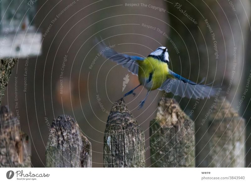 blue tit fly from a fence near the bird feeder Blue tit Coal tit Cyanistes caeruleus Parus Ater Parus major Periparus Ater Winterbird animal bird feeding