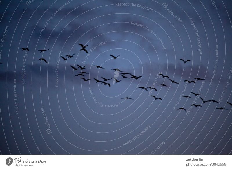 Cranes in Linum again Evening approach Brandenburg dim light Twilight Flying Goose Autumn Sky Chain Nature nature conservation shoofy Flock Sunset