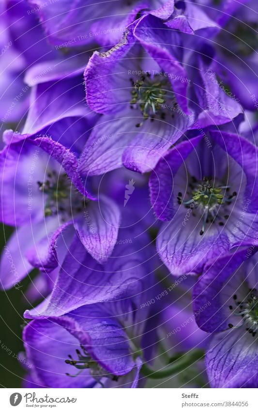 Dangerous beauty of autumn wolfsbane Autumn Iron Hat Arendsii monkshood Aconitum arendsii Stuhrmhut Akonite venomously poisonous flower dangerous beauty