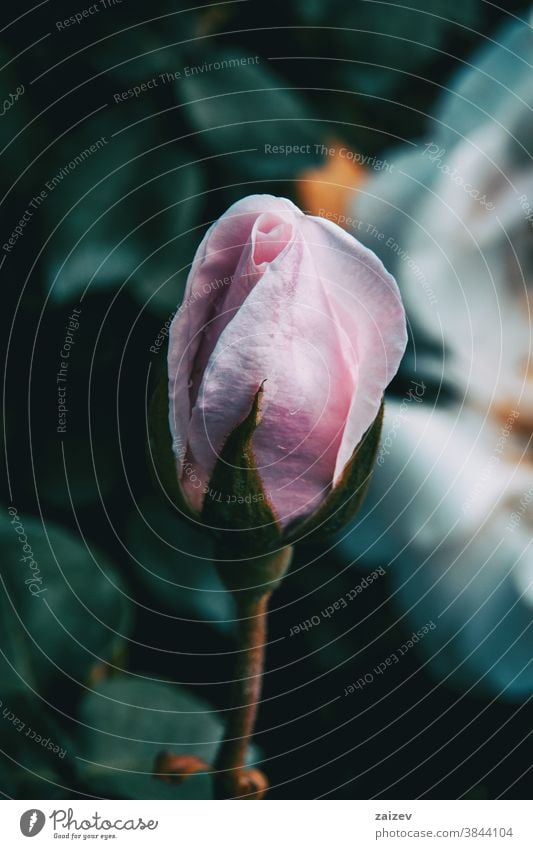 Close-up of a closed pink rose in the wild rosaceae ornamental gardens cut flowers commercial perfume edible vitamin blossom petals leaves green fragrant