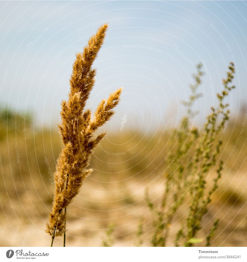 Flora at the Baltic Sea beach Nature grasses Beach duene Sky Sand Vacation & Travel warm Green Brown Blue