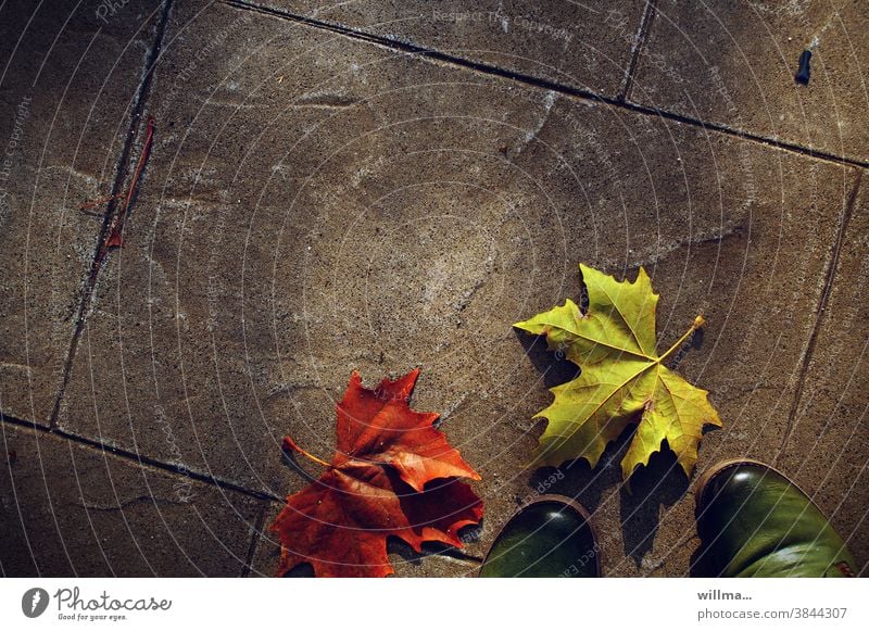 Autumn in the city and at willmas feet autumn leaves Autumnal urban Maple leaf walkway slabs Footwear Copy Space Red Green