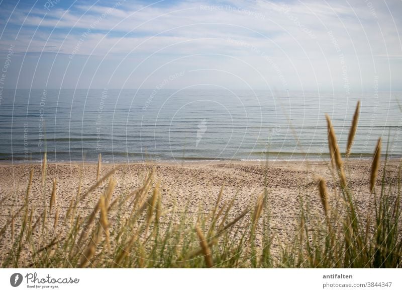 as painted Beach Rügen Baltic Sea Common Reed reed Ocean Sky Sand Sandy beach Rest tranquillity Horizon Vacation & Travel coast Far-off places