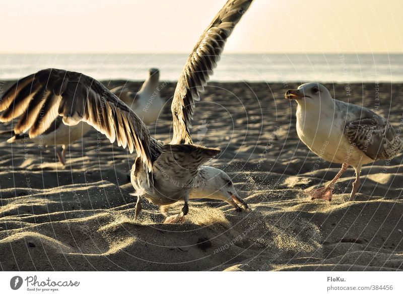 Mine! Environment Nature Animal Sand Water Sunrise Sunset Sunlight Summer Beautiful weather Coast Beach Wild animal Bird Group of animals To feed Feeding