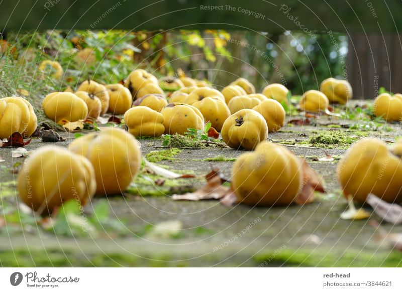 Quinces on stone floor - yellow fallen fruit from frog's perspective Yellow Windfall Nature sunny Juicy salubriously naturally on the ground fruits Mature