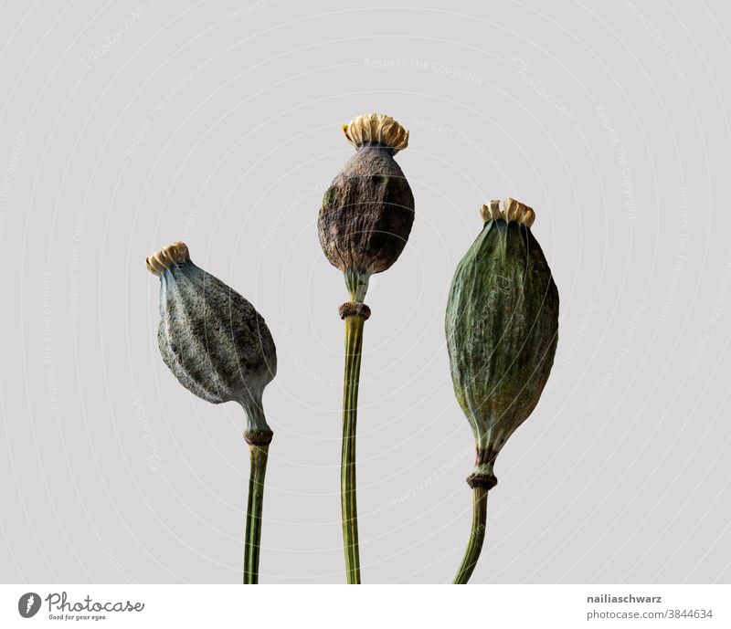 poppy seed capsules Poppy Poppy blossom Dried Plant Sámen Interior shot Colour photo encapsulate Studio shot Studio lighting Old wither pretty Dry Dried flower