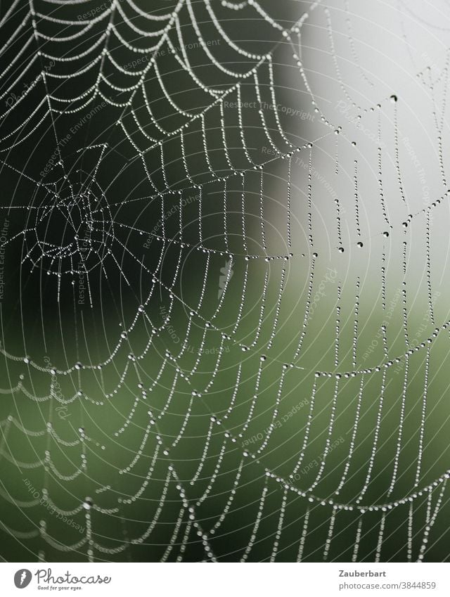 Spider's web Wheel web with dewdrops against a green background bike net Dew Drop dew drops Paper chain Green Drops of water Nature Net Exterior shot Wet