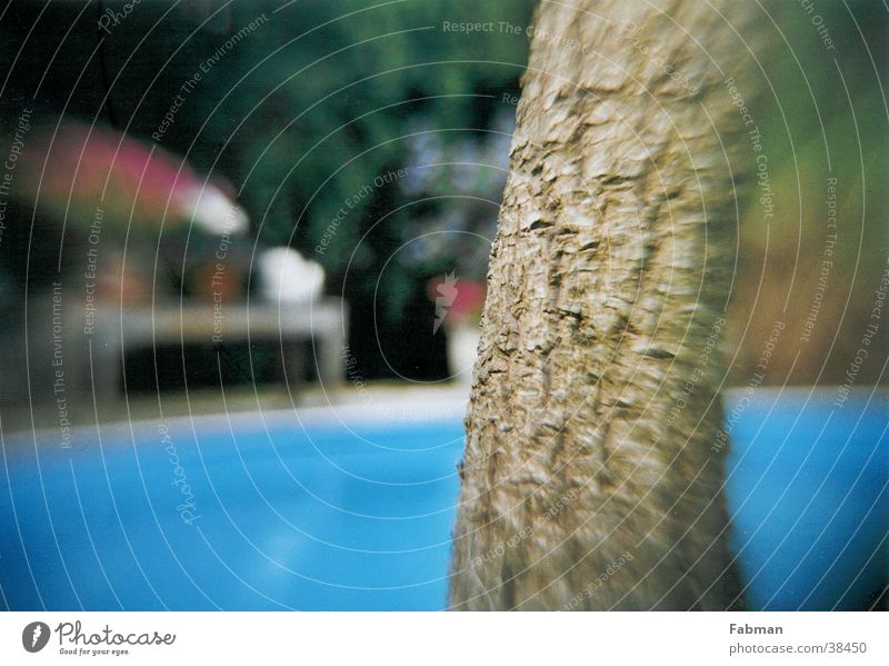 Palm tree in front of pool Swimming pool Summer Vacation & Travel Relaxation Europe Island