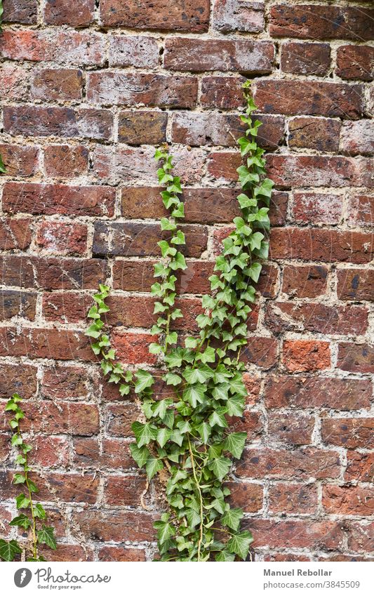 plants on wall garden green nature background design natural leaf tree decoration fresh spring texture foliage beautiful summer park pattern growth outdoor