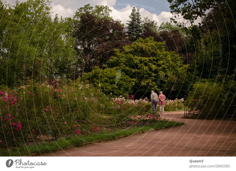 Old couple marvelling at the roses in the garden Pensioner couple annuity Love Living together Care of the elderly Garden Town Rose garden Pink Retirement