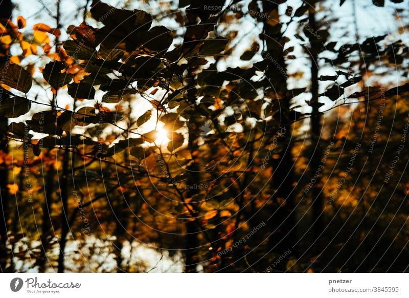 autumnal Autumn Leaf Tree Nature Sun Exterior shot Sunlight Forest Environment Landscape Sunbeam warm