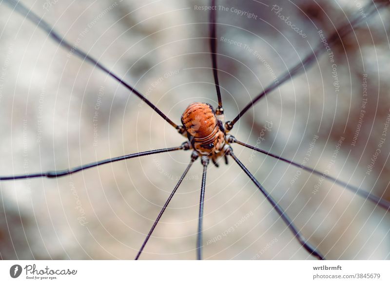 Weberknecht macro shot Animal arachnid pretty Large Brown complete Creepy Detail Eight Eyes Fear Forest Garden giant Hairy Insect Legs naturally Nature