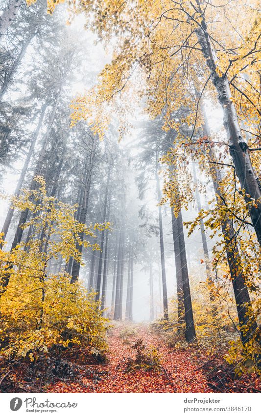 Cloud forest in Deister hike Mountain deister Fog Environment Nature Trip Landscape Far-off places Hiking Sightseeing Plant Autumn Acceptance Forest Tree Trust