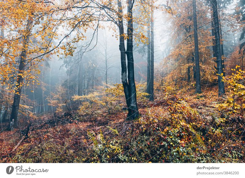 Cloud forest in Deister hike Mountain deister Fog Environment Nature Trip Landscape Far-off places Hiking Sightseeing Plant Autumn Acceptance Forest Tree Trust