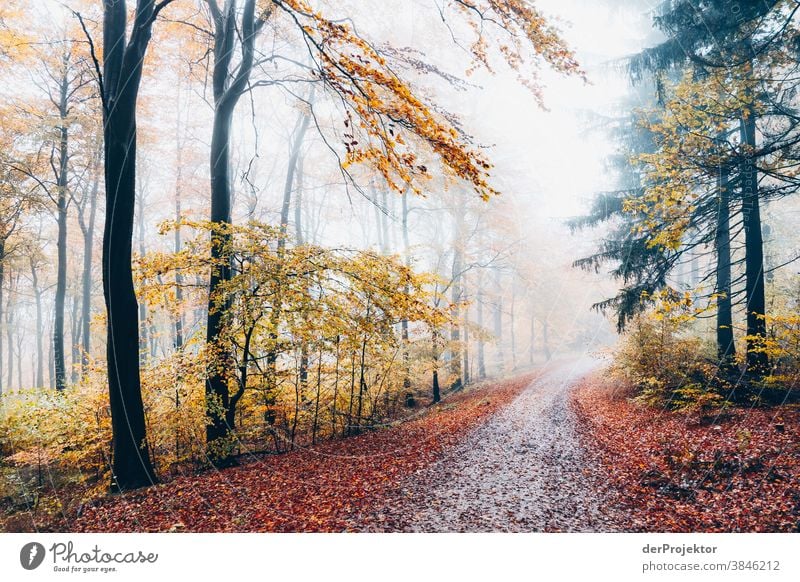 Way in the cloud forest in the Deister hike Mountain deister Fog Environment Nature Trip Landscape Far-off places Hiking Sightseeing Plant Autumn Acceptance