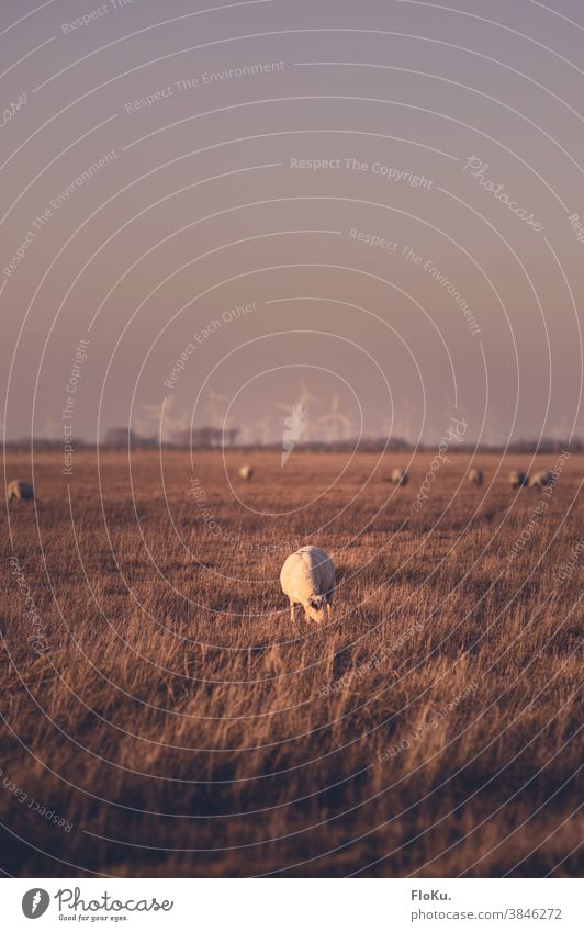 Behind the dike in Dithmarschen Schleswig-Holstein Sheep Meadow wind power Renewable energy sheep Grass Evening Exterior shot Colour photo Landscape North Sea