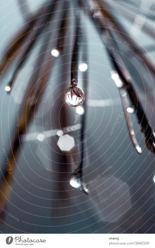 Water droplets hang on the tip of a larch needle and reflect the other tips. Drop Drops of water Wet Loneliness Disappointment Moody Sadness Concern Grief