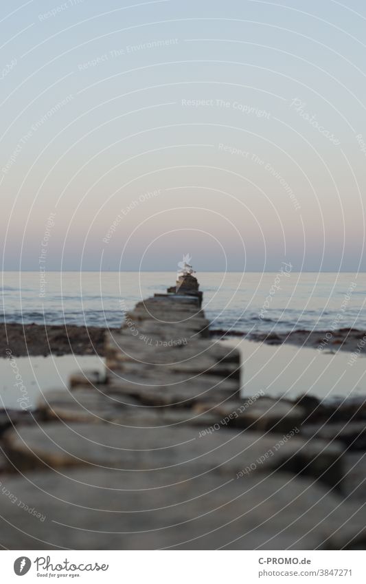 Seagull on groynes in the Baltic Sea in front of evening sky Ocean Peaceful silent Evening Horizon Blue Depth of field