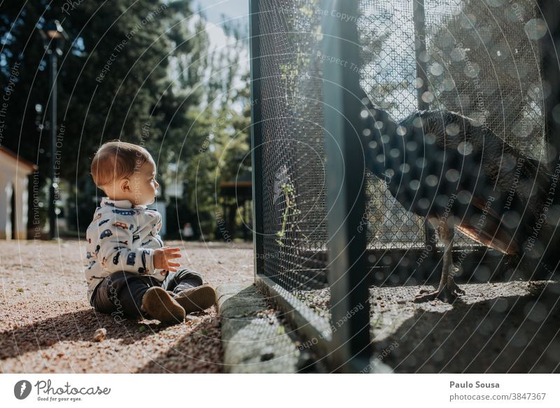 Toddler looking at peacock 0-09 years Learn and Know affectionate authentic autumn casual caucasian child color curiosity day enjoyment environment explore